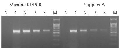 Maxime RT PCR PreMix